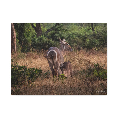 Matte Canvas, Stretched, 1.25" - Waterbuck and Baby