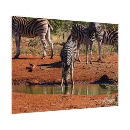 Rolled Posters - Zebra at Waterhole