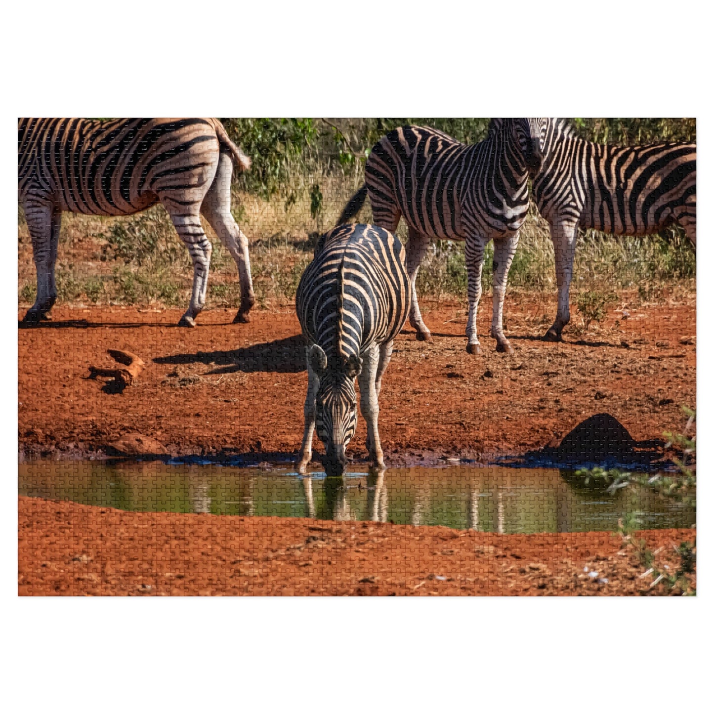 African Zebra Jigsaw Puzzle with Tin 40" x 28" (2000 pcs)