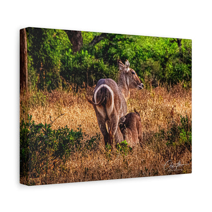 Waterbuck Nature Prints Matte Canvas