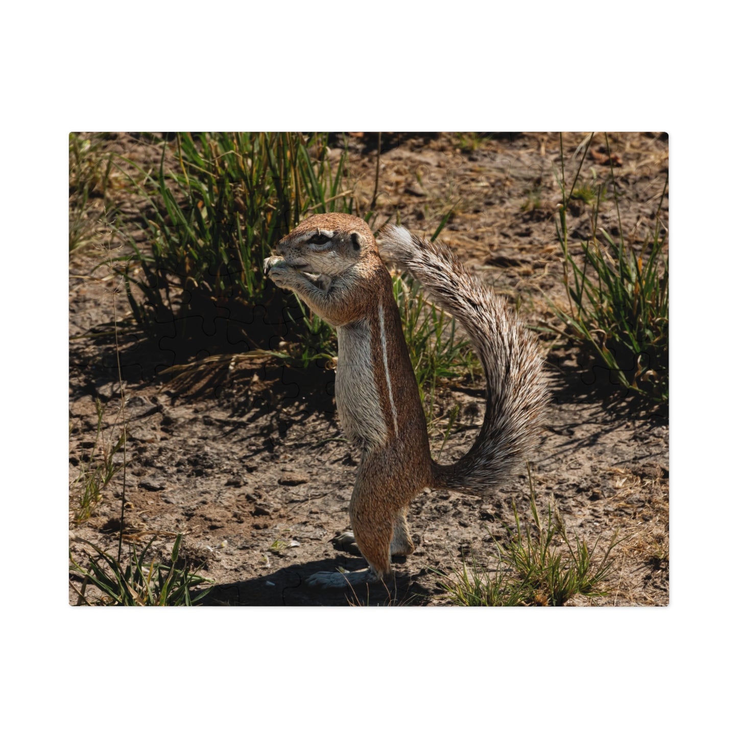 Ground Squirrel Jigsaw Puzzle with Tin 10" × 8" (110 pcs)