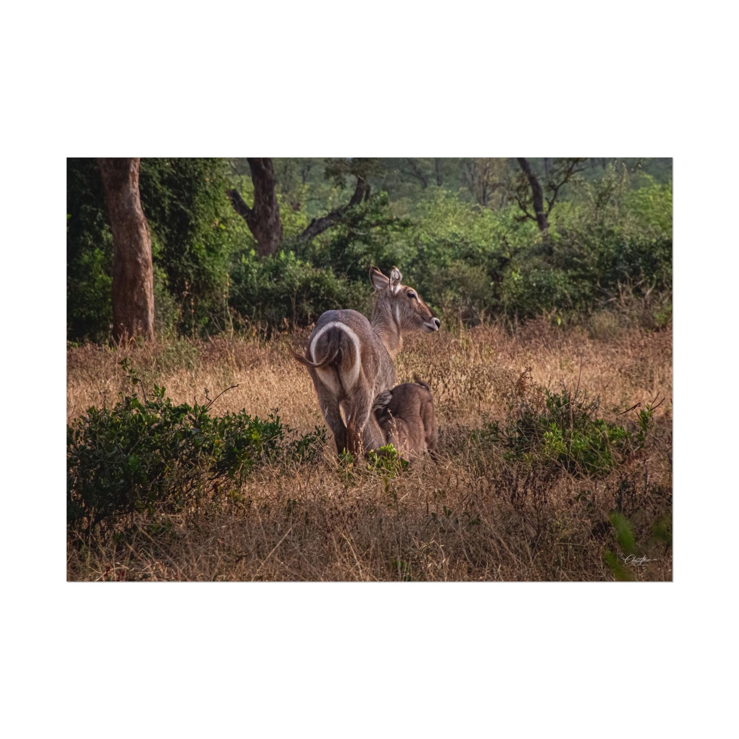 Rolled Posters - Waterbuck and Baby