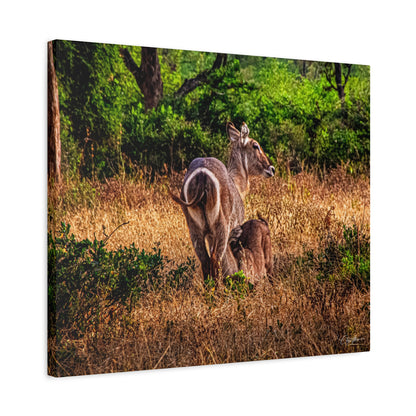 Waterbuck Nature Prints Matte Canvas