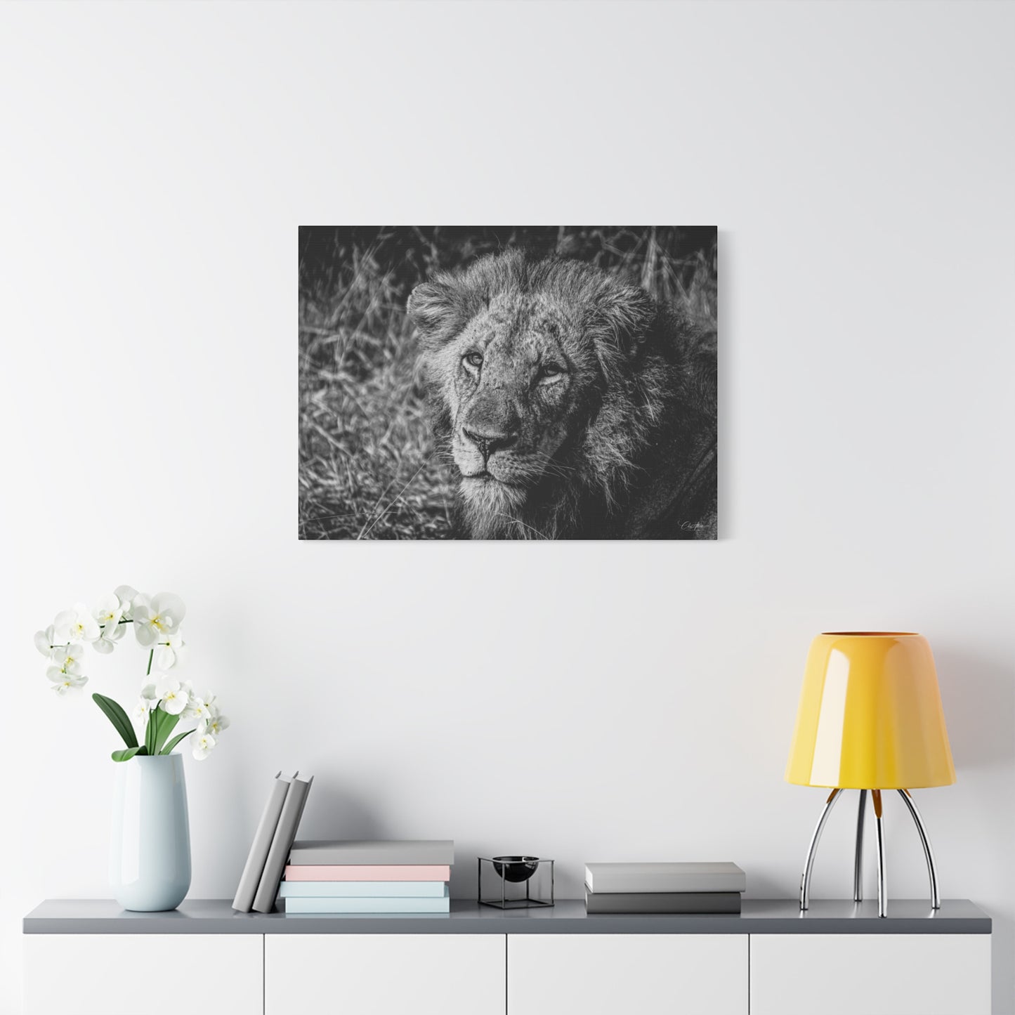 Old Lion Canvas Print B&W