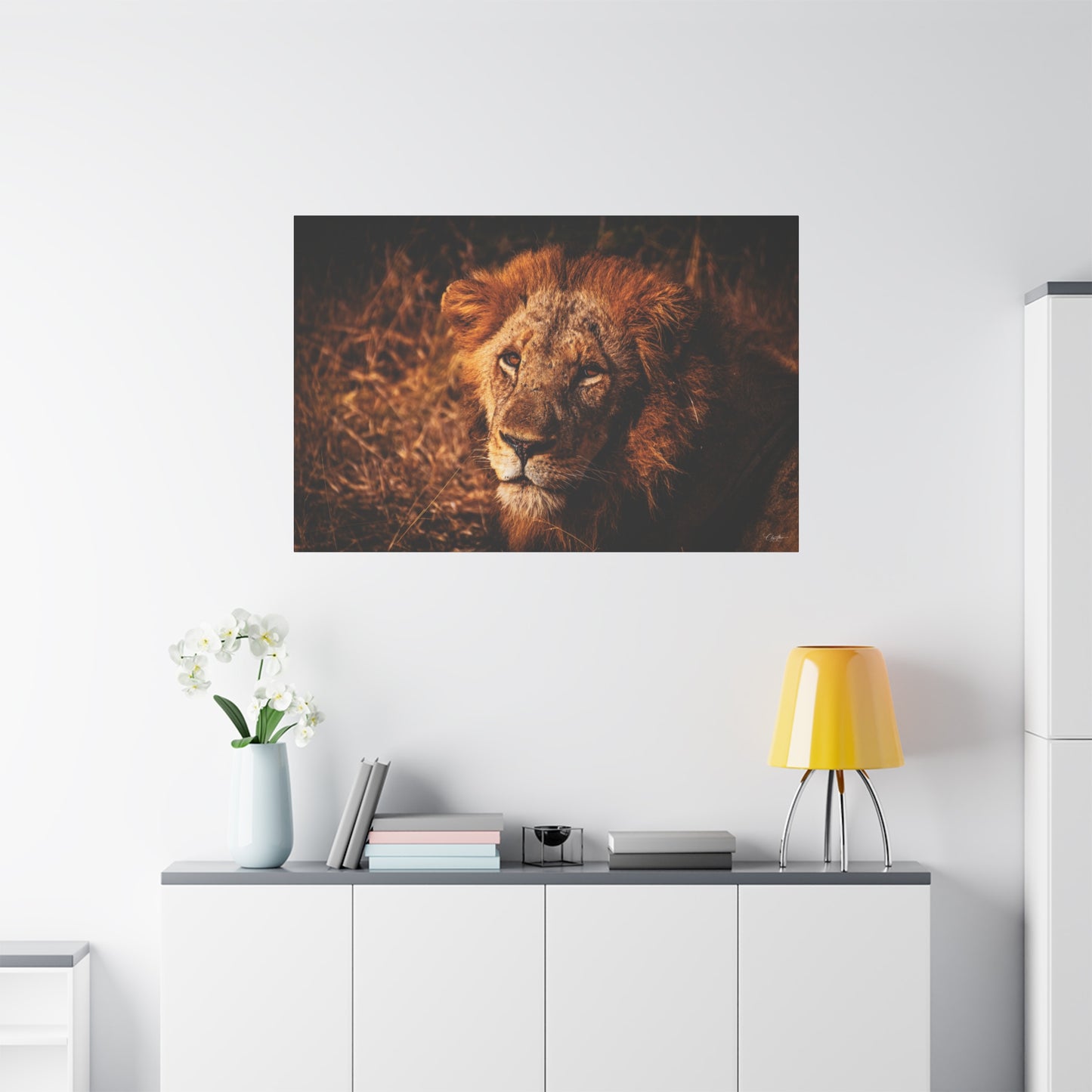 Old Lion Canvas Print