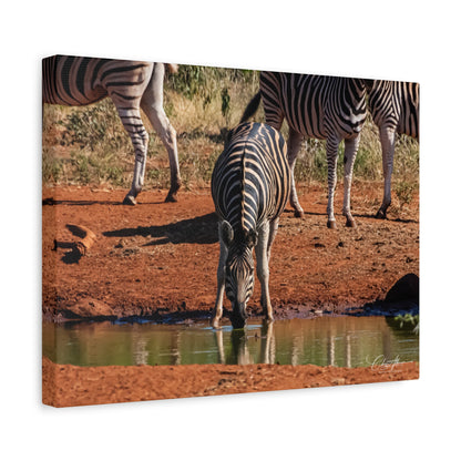 Matte Canvas, Stretched, 1.25" - Zebra at Waterhole