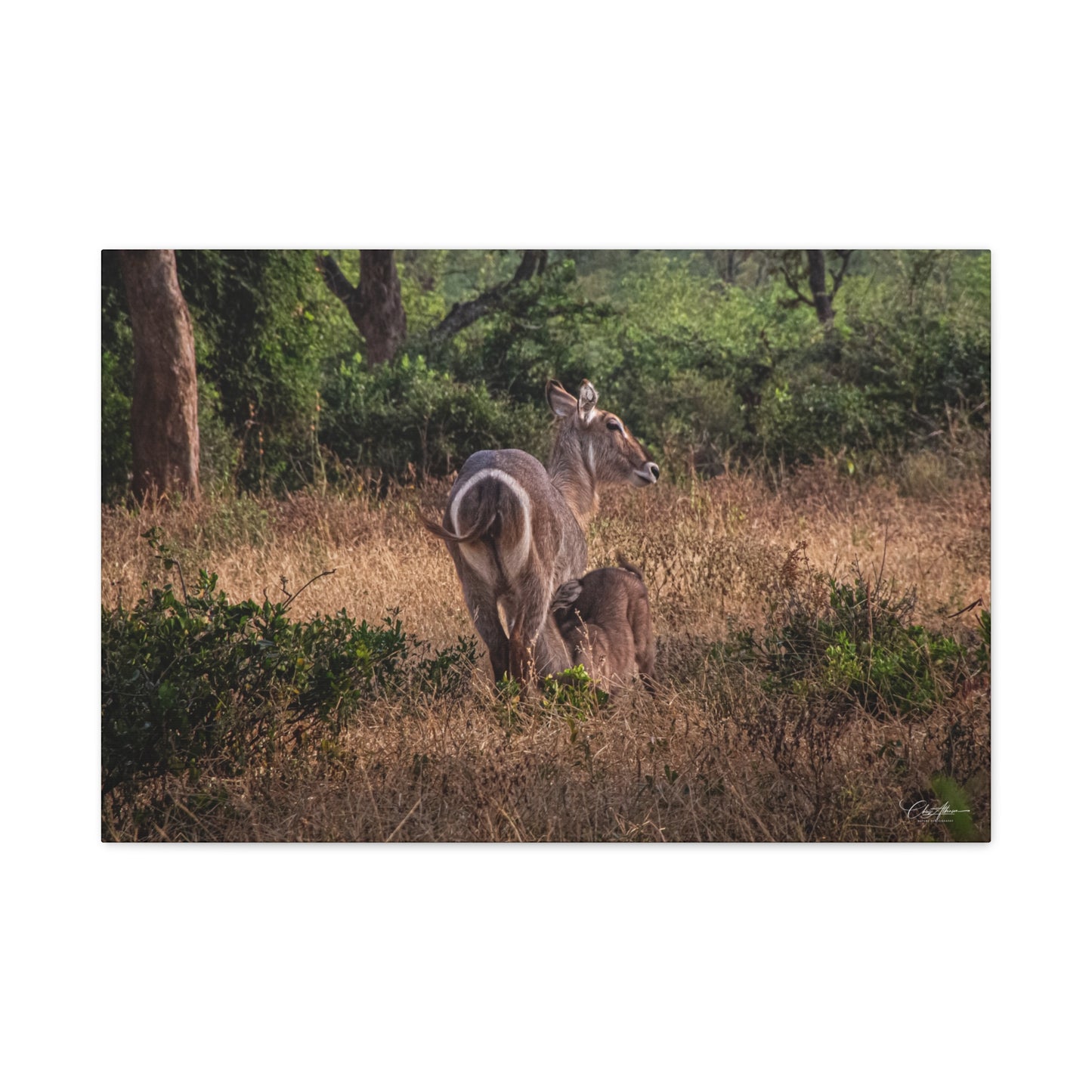 Matte Canvas, Stretched, 1.25" - Waterbuck and Baby