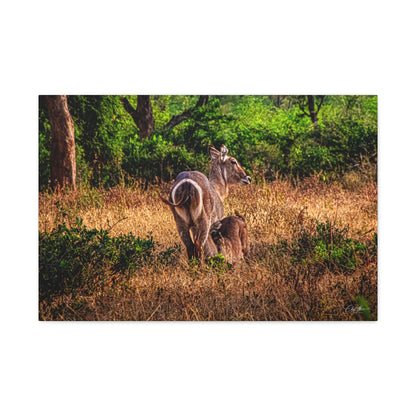 Waterbuck Nature Prints Matte Canvas 30″ x 20″ (Horizontal) 1.25"