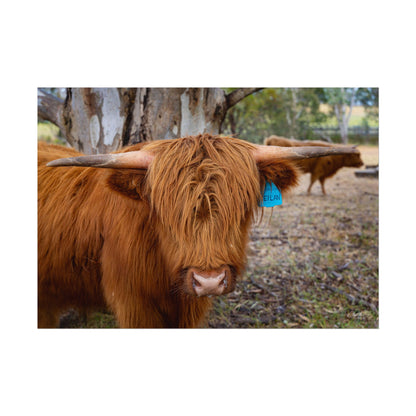 Rolled Posters - Scottish Highland Cattle