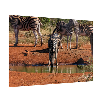 Rolled Posters - Zebra at Waterhole