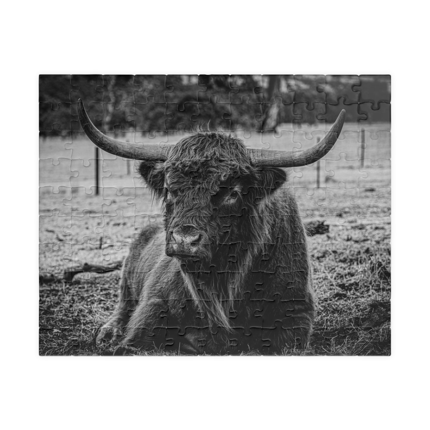 Scottish Highland Cattle Puzzle B&W 110 pcs (Horizontal)