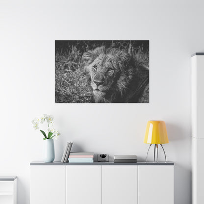 Old Lion Canvas Print B&W