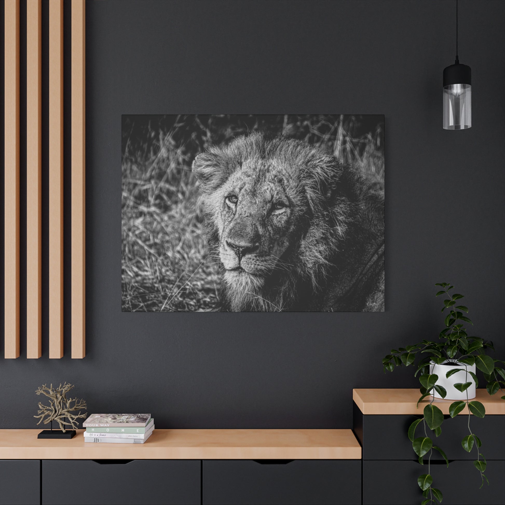 Old Lion Canvas Print B&W