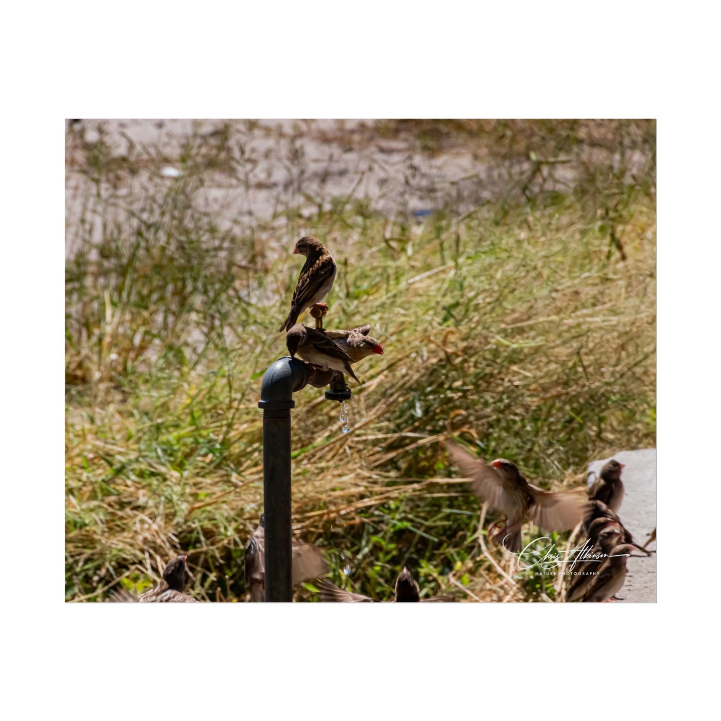 Rolled Posters - Birds and Dripping Tap