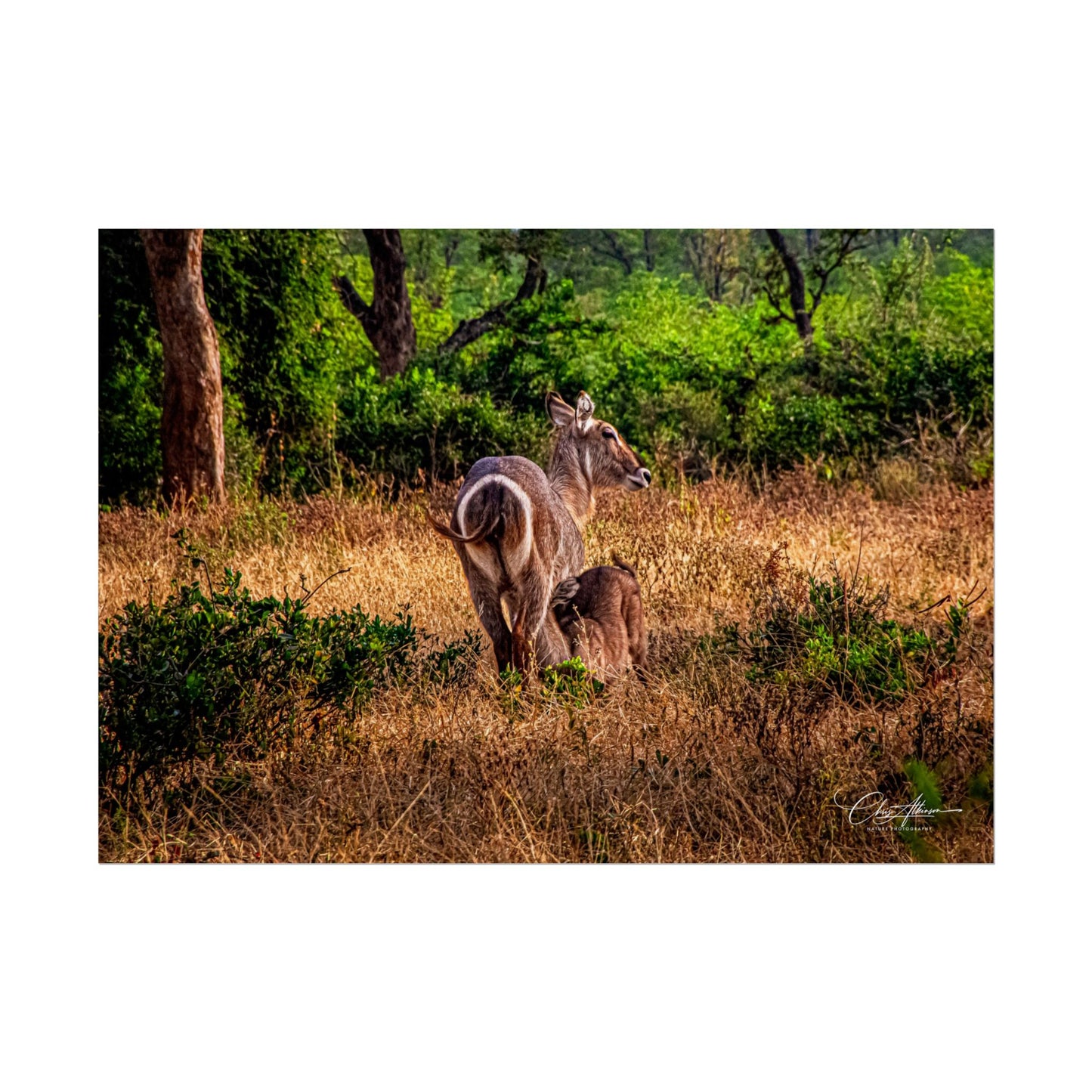 Rolled Posters - Waterbuck and Baby