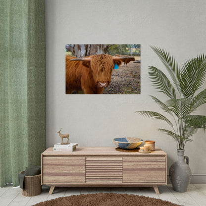 Rolled Posters - Scottish Highland Cattle