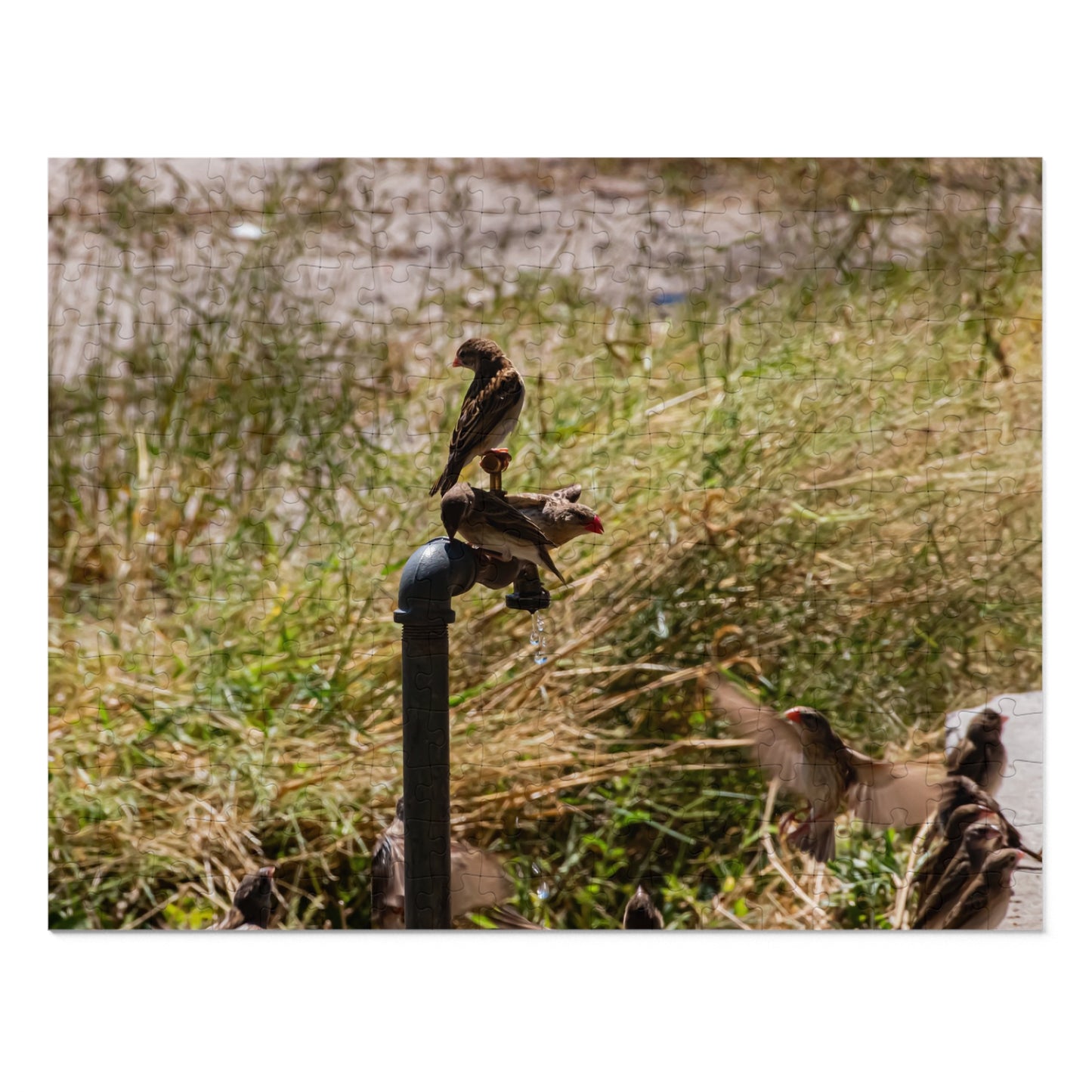 Jigsaw Puzzle (30, 110, 252, 500, 1000 Piece) - Birds at A Dripping Tap