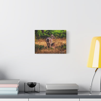 Waterbuck Nature Prints Matte Canvas