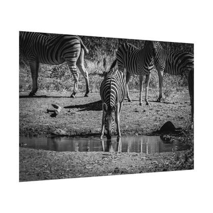 Rolled Posters - Zebra at Waterhole B&W