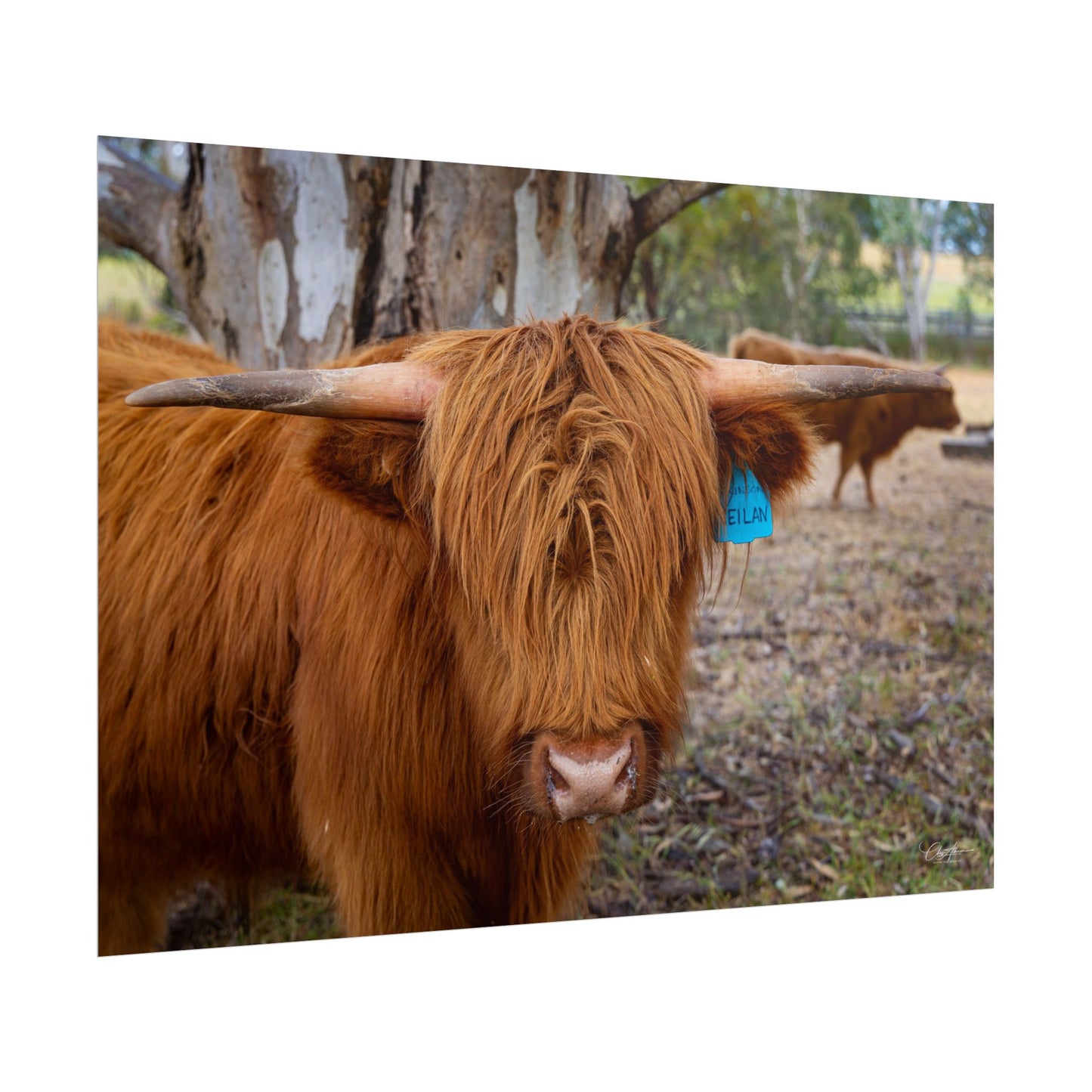 Rolled Posters - Scottish Highland Cattle