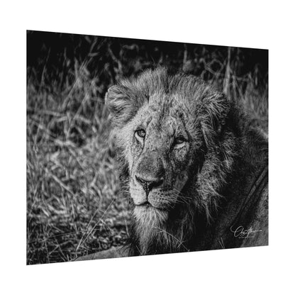 Rolled Posters - Old Lion B&W