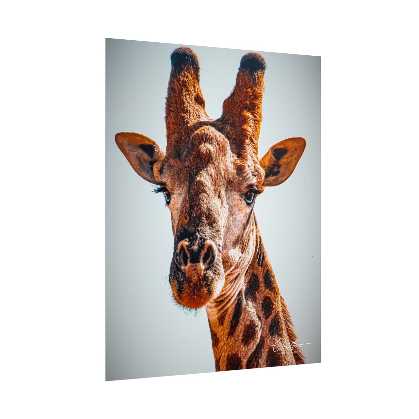 Portrait of Giraffe Poster