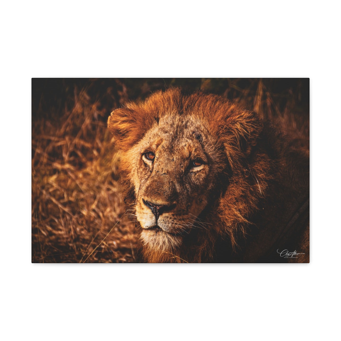 Old Lion Canvas Print 24″ x 16″ (Horizontal) 1.25"