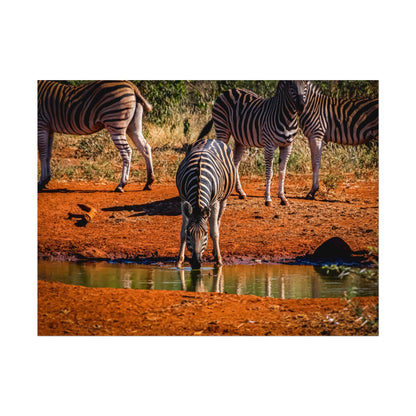 Rolled Posters - Zebra at Waterhole