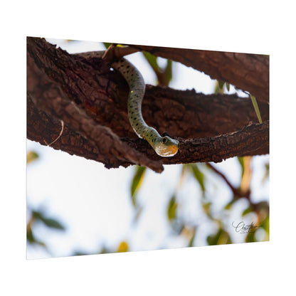 Rolled Posters - Spotted Bush Snake