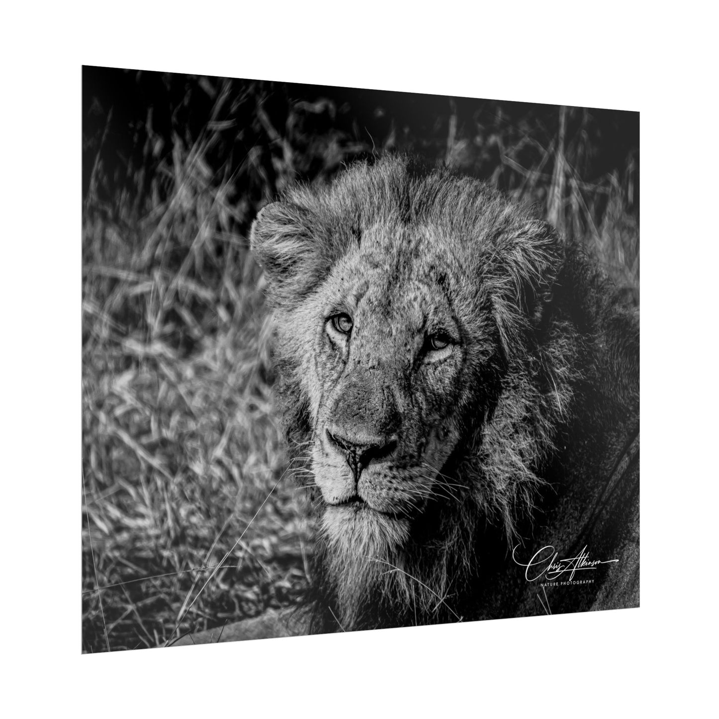 Rolled Posters - Old Lion B&W