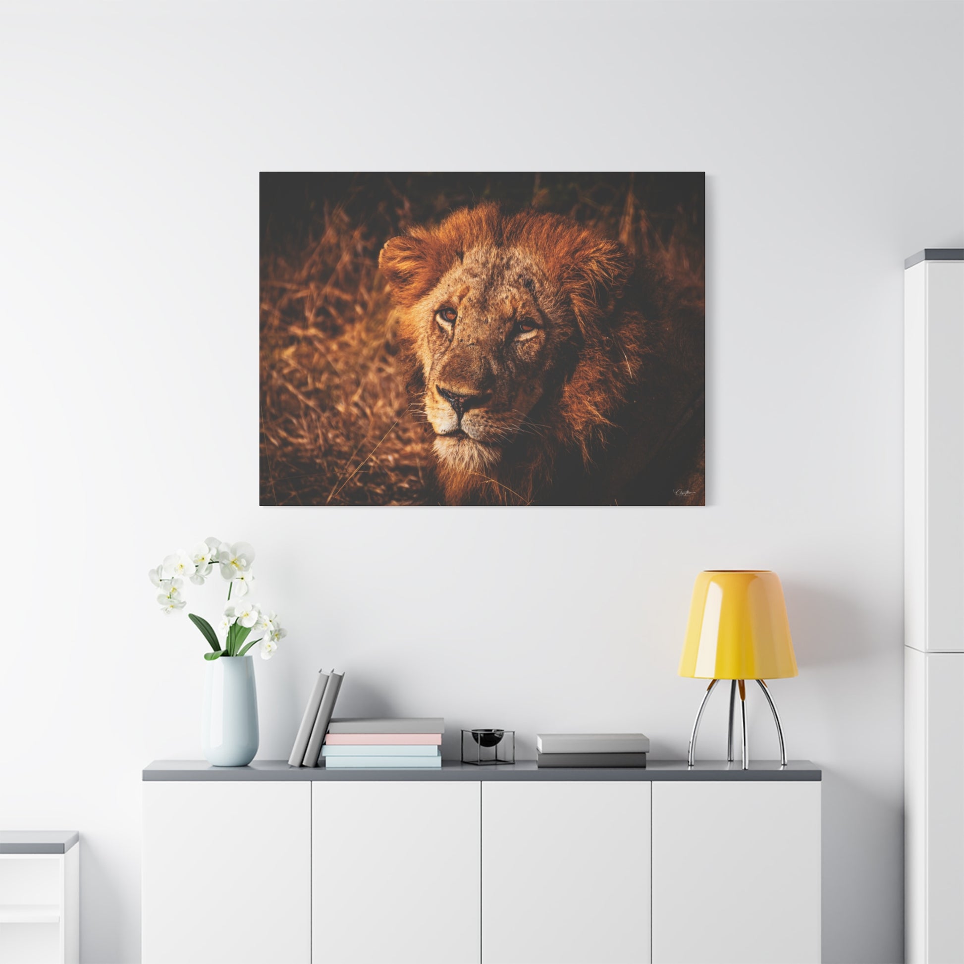 Old Lion Canvas Print