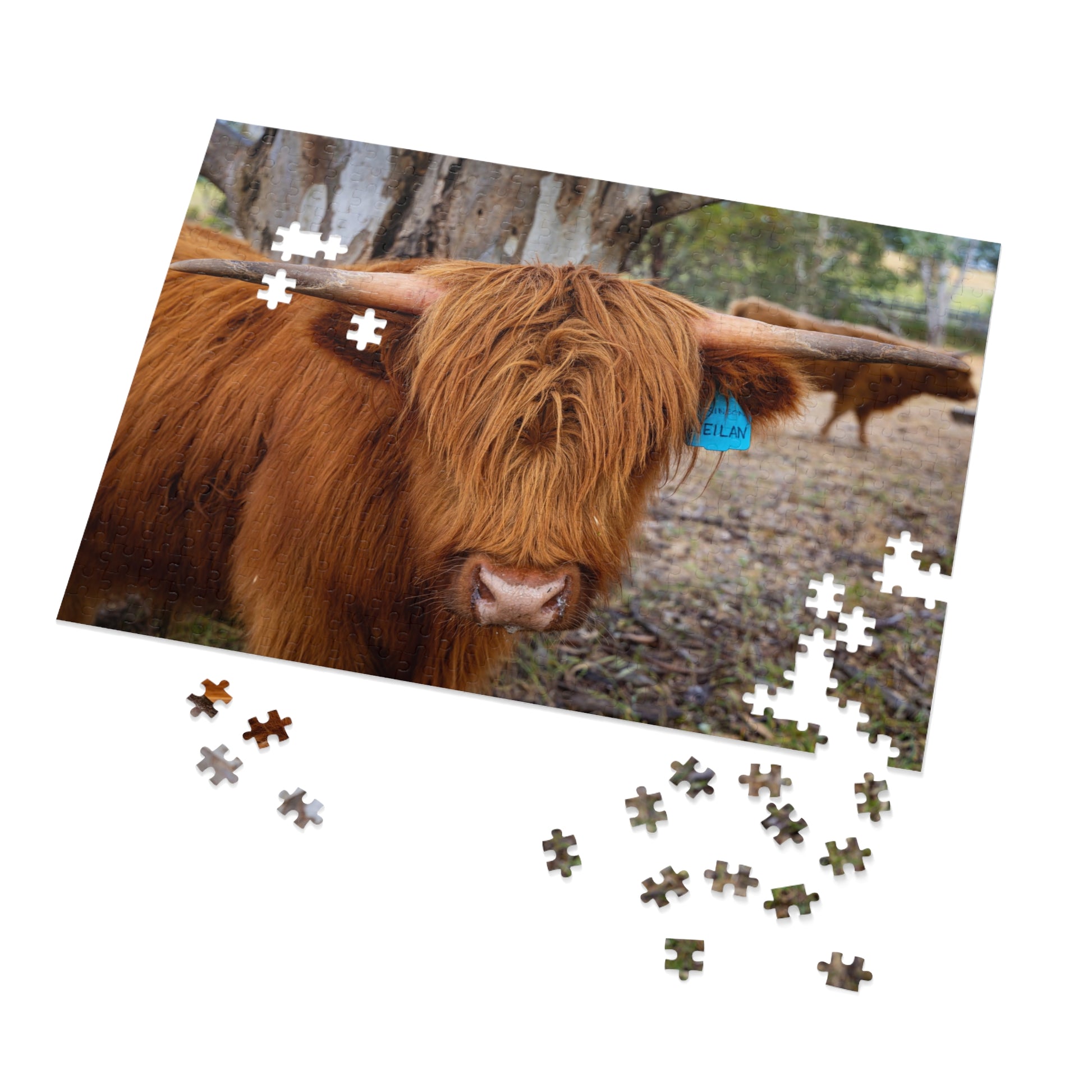 Scottish Highland Cattle Puzzle with Tin