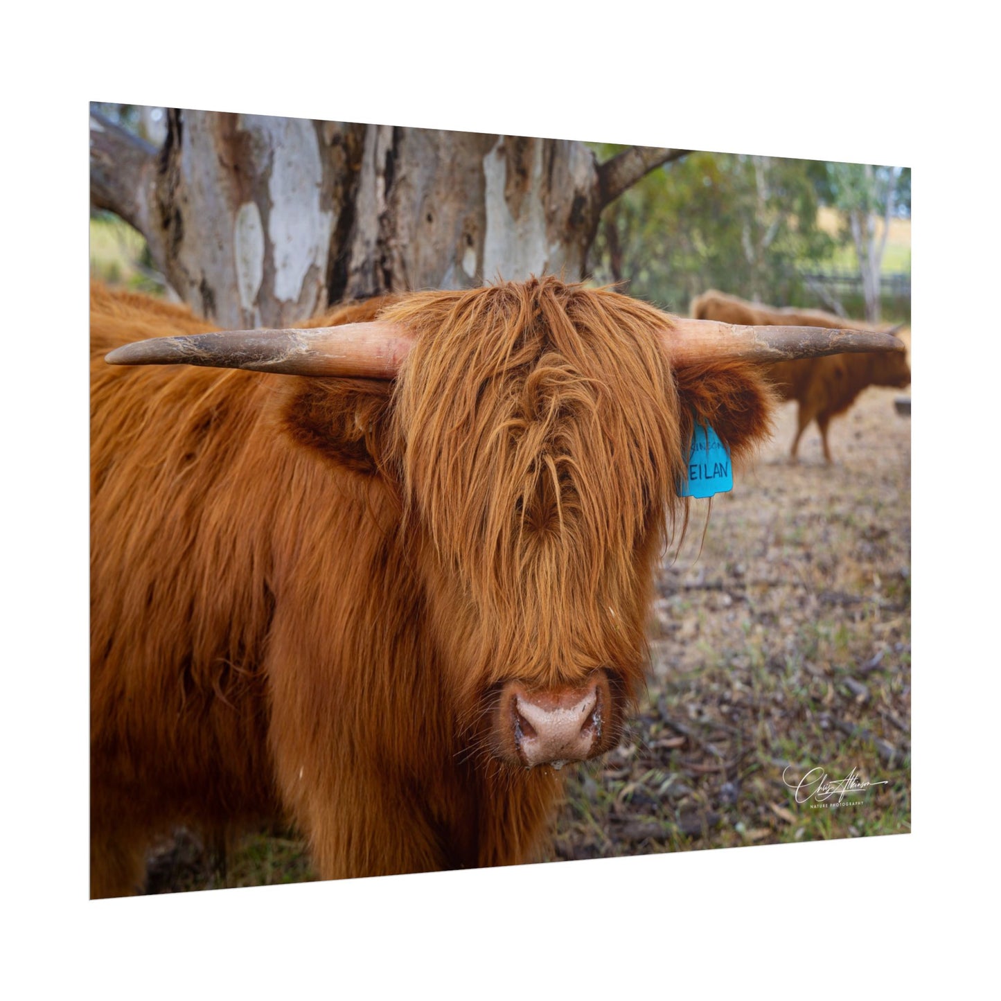 Rolled Posters - Scottish Highland Cattle