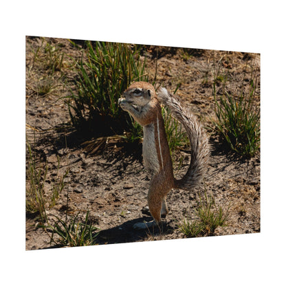 Rolled Posters - Ground Squirrel