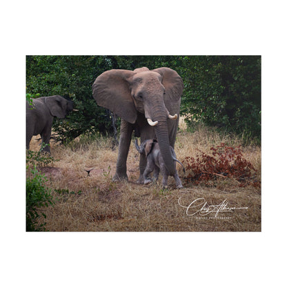 Rolled Posters - Elephant and Baby