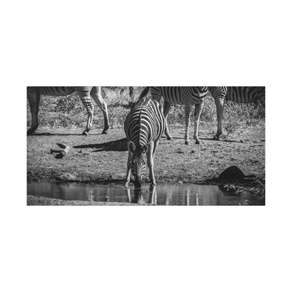 Zebra Nature Print Canvas Print B&W