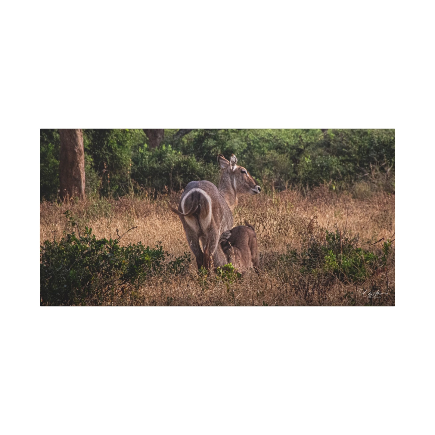 Matte Canvas, Stretched, 1.25" - Waterbuck and Baby