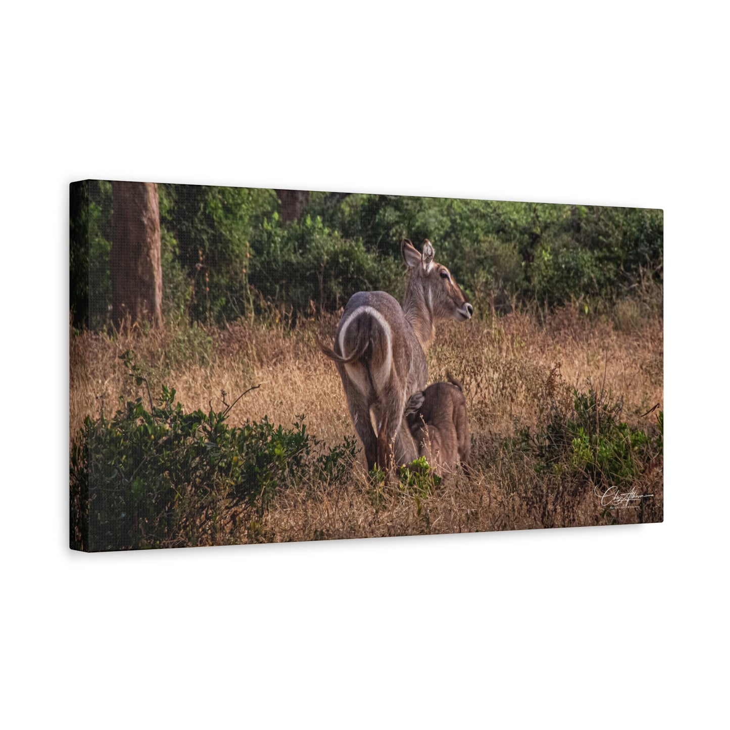 Matte Canvas, Stretched, 1.25" - Waterbuck and Baby