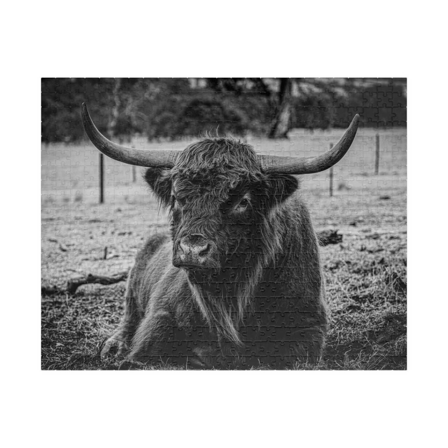 Scottish Highland Cattle Puzzle B&W