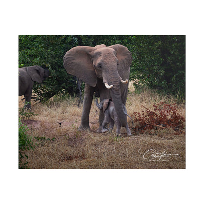 Rolled Posters - Elephant and Baby