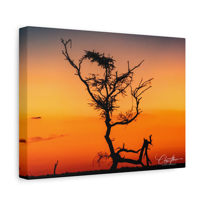 Matte Canvas, Stretched, 1.25" - Sunset over the Kalahari