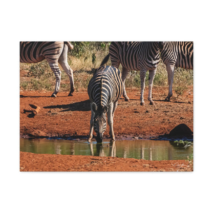 Matte Canvas, Stretched, 1.25" - Zebra at Waterhole