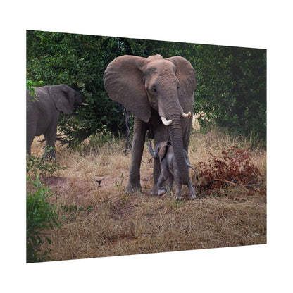 Rolled Posters - Elephant and Baby