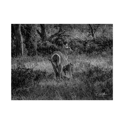 Waterbuck Baby Animal Posters B&W