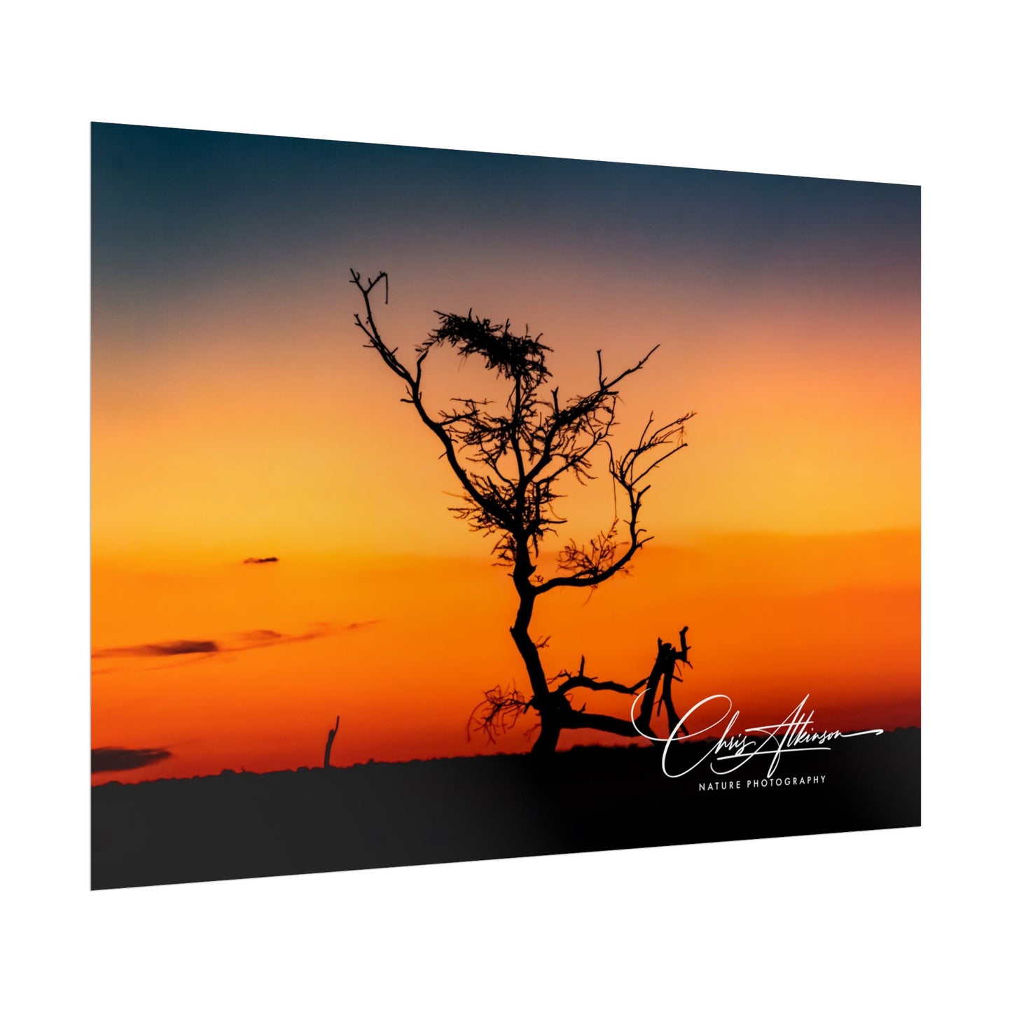 Rolled Posters - Sunset over the Kalahari