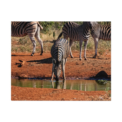 Jigsaw Puzzle (30, 110, 252, 500, 1000 Piece) - Zebra at Waterhole