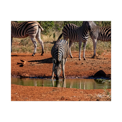 Rolled Posters - Zebra at Waterhole