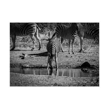 Rolled Posters - Zebra at Waterhole B&W