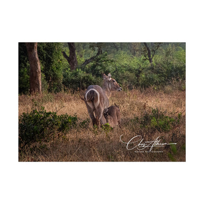 Rolled Posters - Waterbuck and Baby