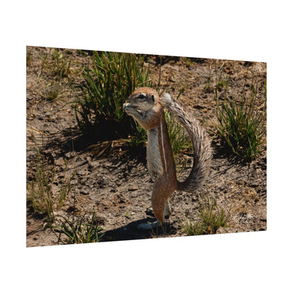 Rolled Posters - Ground Squirrel